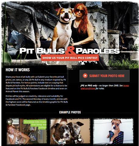 pit bulls contest app