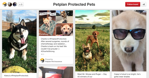 petplan pinterest board ugc pins