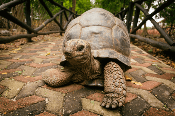 Mike has always been the tortoise, not the hare.