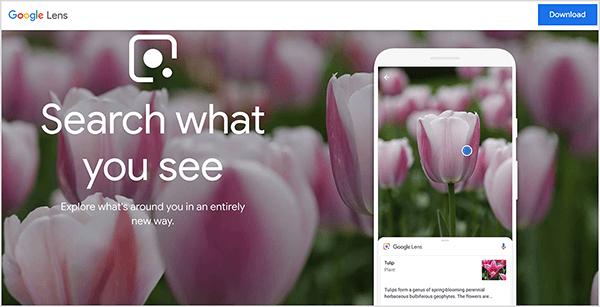This is a screenshot of the Google Lens website. A white bar appears at the top of the website. On the left is the name Google Lens. On the right is a blue Download button. The main area of the web page has a photo background that shows the blooms of varigated pink tulips. On the left, over the background image, a white Google Lens logo appears along with the following text: “Search what you see” and “Explore what’s around you in an entirely new way”. On the right, a simulation of a smartphone shows the Google Lens app identifying a tulip. Mike Rhodes says Google Lens is an example of artificial intelligence.