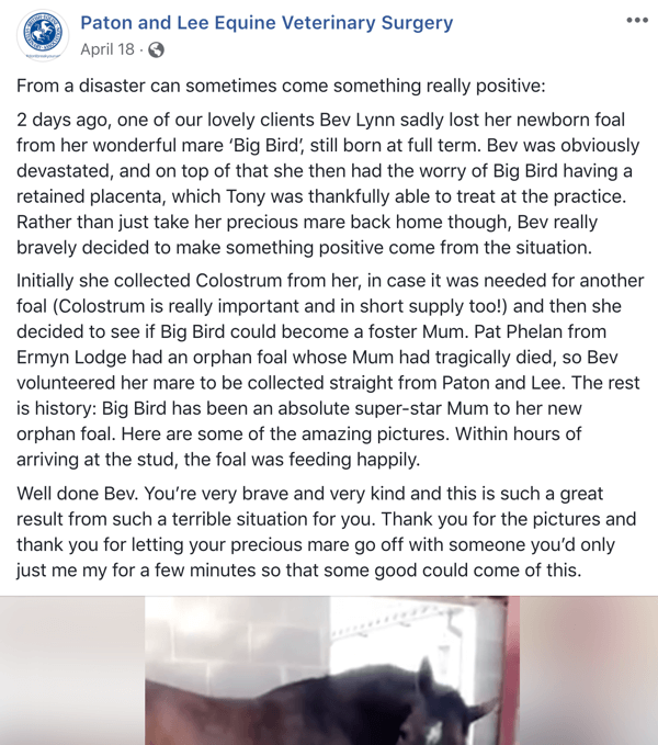 Ví dụ về bài đăng trên Facebook có câu chuyện từ Paton và Lee Equine Veterinary Surger.