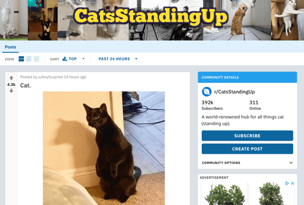 How to market your business on Reddit, example post from subreddit r/CatsStandingUp