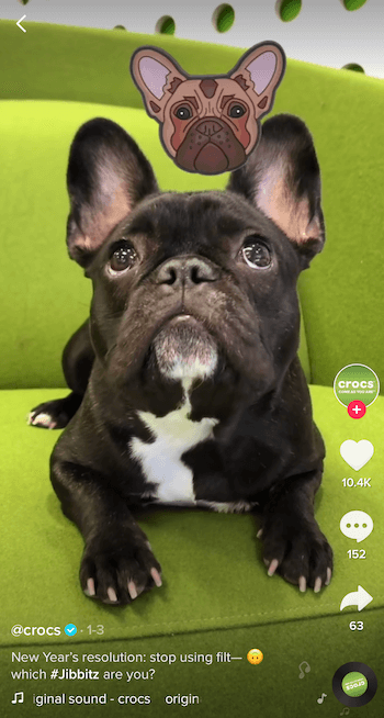 TikTok business example featuring dog